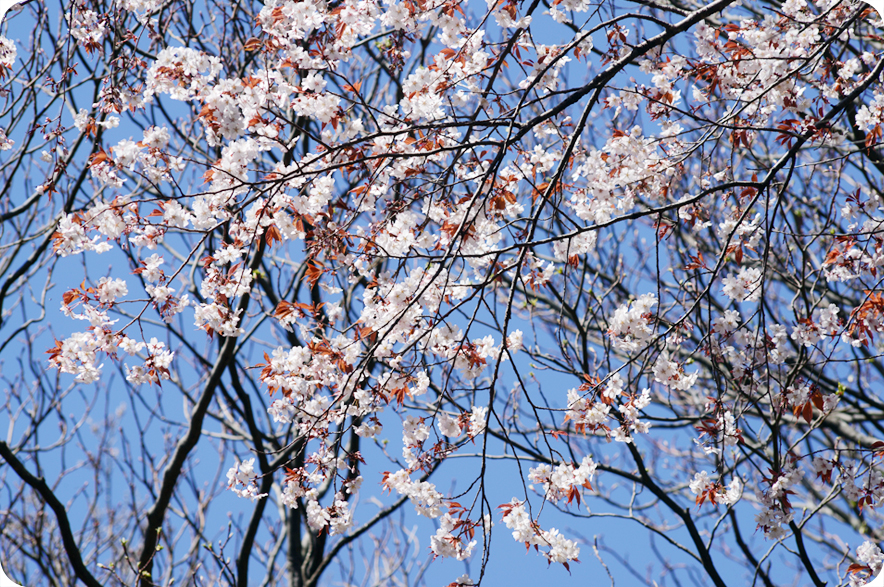 昭和の森 芸術文化振興会について