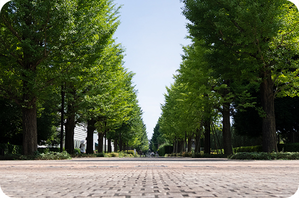 「昭和の森いちょう並木」（全長414m）開通